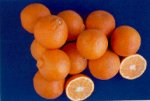f_minneola.jpg (4975 byte)