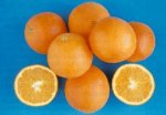 f_navel.jpg (4804 byte)