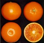 f_taroc4.jpg (6896 byte)