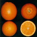 f_taroc7.jpg (6178 byte)
