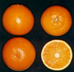 f_taroc8.jpg (6477 byte)