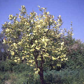 Copy of fe6.jpg (42640 byte)