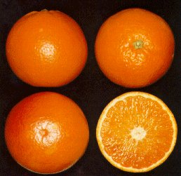 taroc2.jpg (18264 byte)
