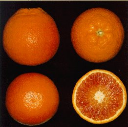 taroc3.jpg (17687 byte)