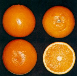 taroc8.jpg (17835 byte)