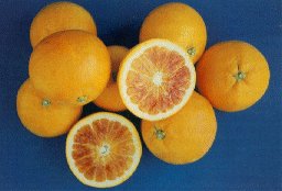 taroc9.jpg (12214 byte)
